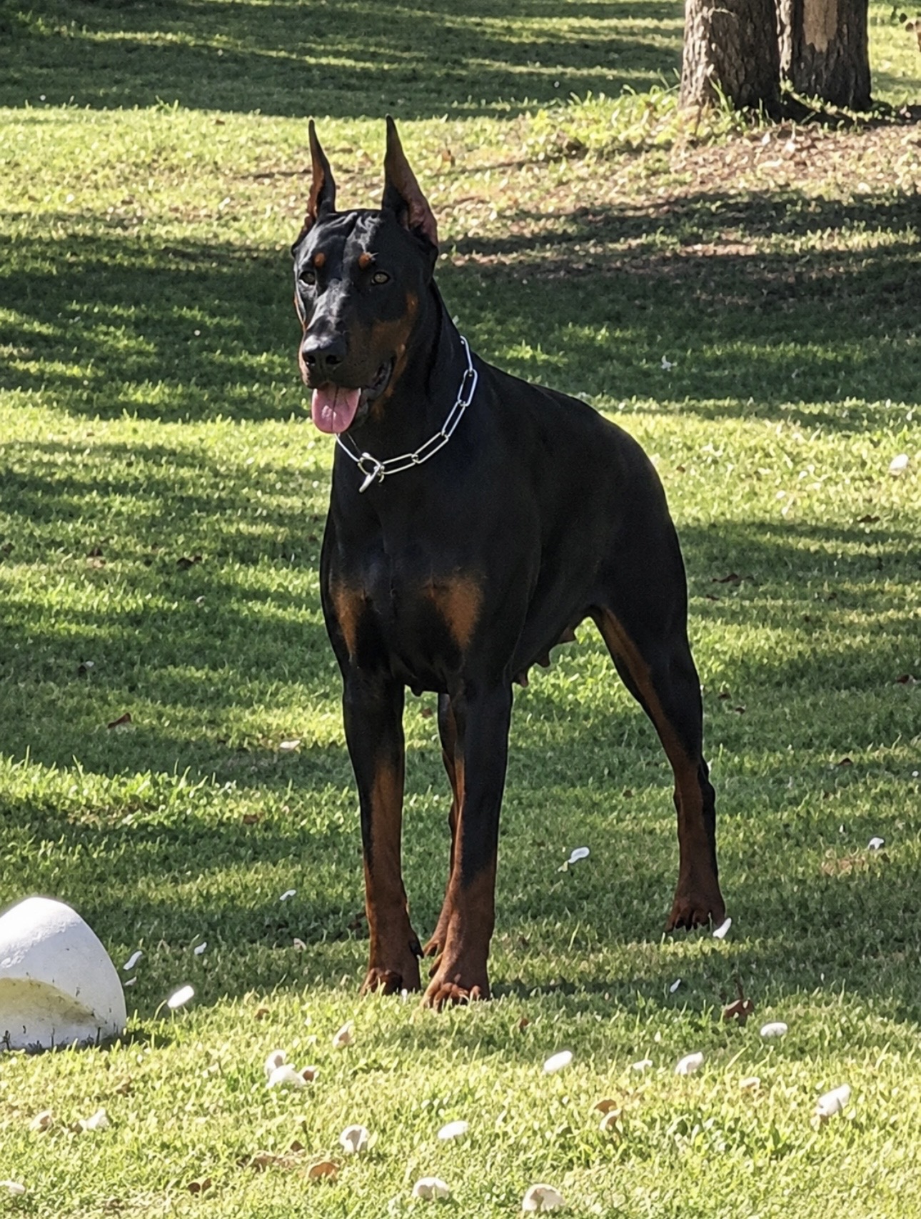 OLIMPIA