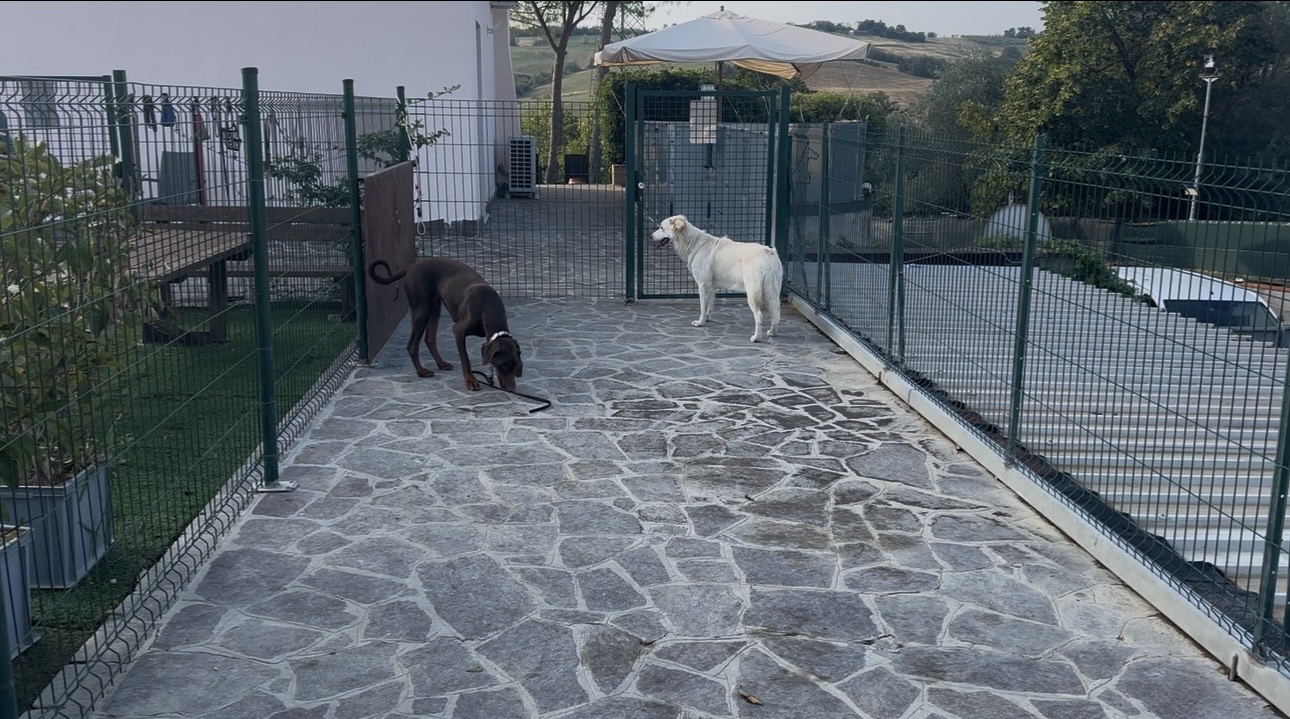 Pensione per Cani con Esigenze Speciali
