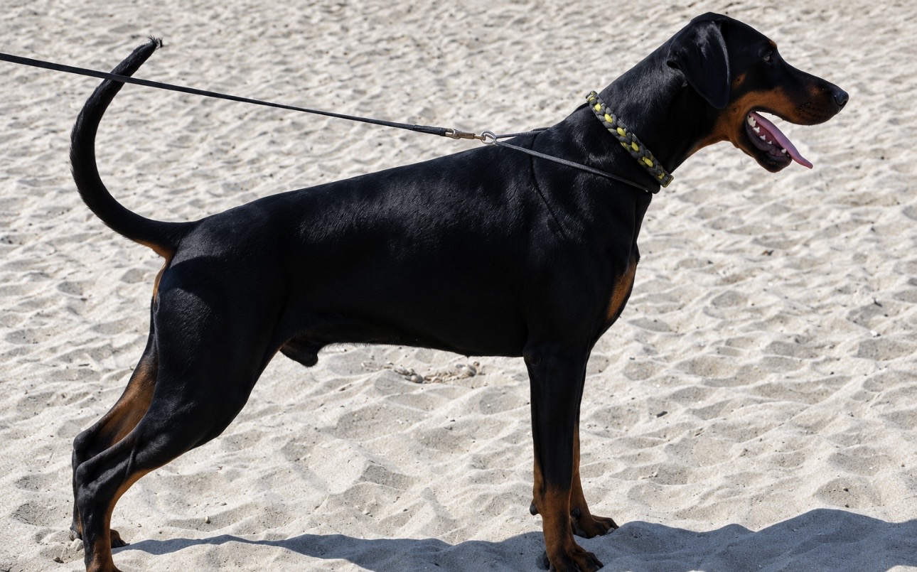 Raja