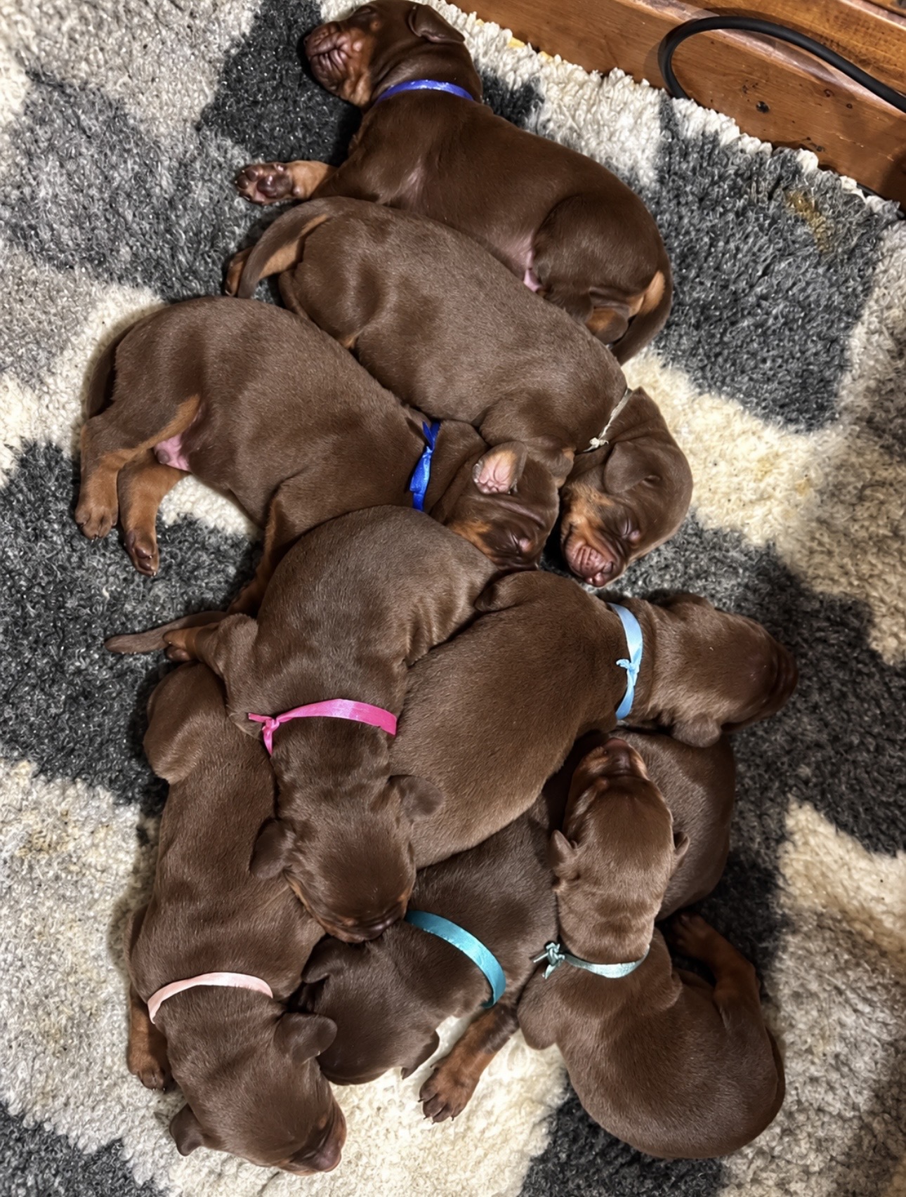 CUCCIOLI N