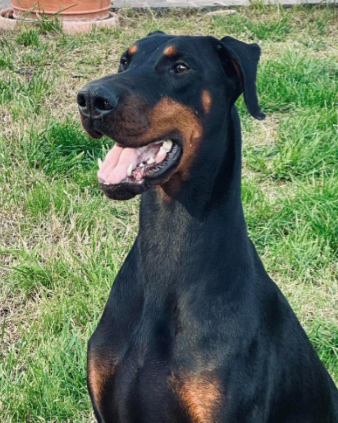 Cuccioli di Dobermann disponibili