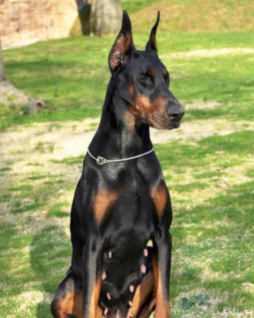 Pensione per cani con ampi spazi